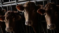 5 choses à savoir sur la dermatose nodulaire contagieuse, nouvelle maladie qui menace les bovins français