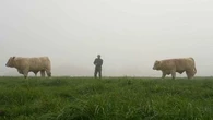 "Un coup de massue" : exportations de bovins suspendues, les éleveurs français dans le brouillard