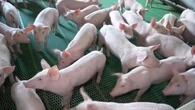 "Ça aura un impact sur les prix" : la filière porcine française inquiète après les nouvelles taxes chinoises