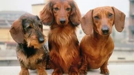 Ces cinq races de chien qui ne sont (vraiment) pas faciles à éduquer