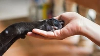Chiens d'assistance : quelles races de chiens peuvent travailler ?
