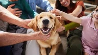 Votre chien a-t-il le pouvoir de repérer les bonnes ou mauvaises personnes ? Une vétérinaire répond