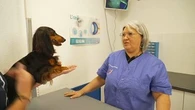 "La race ne permet pas de prédire l’agressivité" : la loi sur les chiens dangereux jugée inefficace par les professionnels