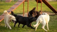 Votre chien reste dans son coin ? Voici quelques astuces pour l'aider à se faire des amis