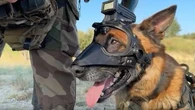Faites connaissance avec Peyo, tout premier chien de France formé au guidage par drone