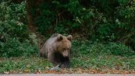 Des attaques d'ours présumées font deux morts au Japon