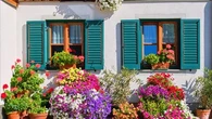 Comment entretenir ses géraniums pour une floraison abondante chaque année ?