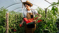 Comment prolonger la saison de la récolte des tomates ?