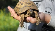 Ces symptômes fréquents qui doivent alerter les propriétaires de tortue de mer