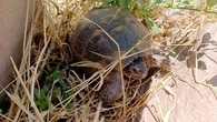 Ces astuces pour aménager un abri dans le jardin pour une tortue de terre