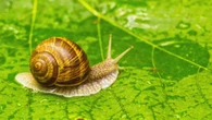 VIDÉO - Opération escargots : pourquoi les Français sont appelés à les prendre en photo