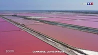 Zoom : Camargue, la vie en rose