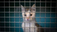 Les abandons d'animaux en légère baisse cet été, malgré un afflux de chatons