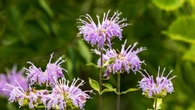 Cette plante est une alliée naturelle pour chasser les moustiques (et ce n'est pas la citronnelle)