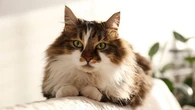 Vous voulez adopter un chat calme et docile ? Avec une de ces cinq races, vous ne vous tromperez pas !
