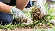 Pourquoi il ne faut surtout pas arracher toutes les "mauvaises herbes" ?