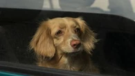 Canicule : avez-vous le droit de briser la vitre d'une voiture si un animal est coincé dedans ?
