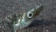 Le Lançon, ce petit poisson au cœur de la première bataille juridique entre l'UE et le Royaume-Uni