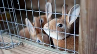 Pourquoi mon lapin ronge-t-il les barreaux de sa cage ?