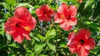 Avec la chaleur, cette fleur qui existe depuis l'Antiquité est l'alliée parfaite pour favoriser l'hydratation et contre les jambes lourdes