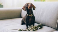 Faire garder son animal de compagnie pendant les vacances : une vétérinaire révèle les solutions de dernière minute