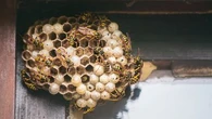 J'ai découvert un nid de guêpes ou d'abeilles dans mon jardin : ces gestes que vous devez faire et ceux à bannir absolument