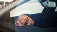 Devez-vous intervenir si un animal est enfermé dans un véhicule en plein soleil ?