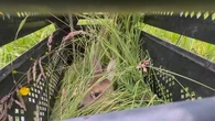 Trop de faons victimes des machines agricoles : regardez comment leur vie peut être sauvée