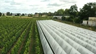 Des tunnels pour protéger les vignes : ce dispositif unique au monde développé par une entreprise girondine