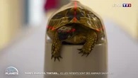 Tigres, rapaces, tortues... Ici, les patients sont des animaux sauvages