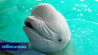 VÉRIF' - Les animaux, tels que ce béluga, ont-ils vraiment des rides lorsqu'ils vieillissent ?