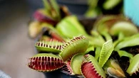 Ces plantes carnivores que vous devez faire pousser chez vous pour lutter contre les insectes nuisibles ?