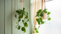Plantes suspendues : comment en profiter sans se compliquer la vie ?