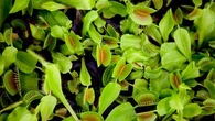 Connaissez-vous ces systèmes de défense qui permettent aux plantes carnivores de se nourrir ?