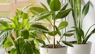 Graphiques et quasiment increvables… ces plantes vous rendront plus heureux au bureau