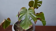 Malgré vos soins, la pointe des feuilles de vos plantes devient marron ? Voici trois explications possibles