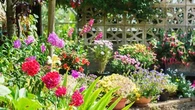 Ces plantes demandent beaucoup d'attention... et même les jardiniers ne les recommandent pas