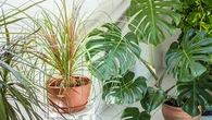 Attention, ces plantes d'intérieur sont très belles, mais aussi des aimants à cafards