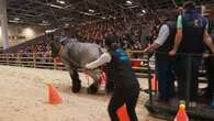 VIDÉO - Salon de l'agriculture : puissants et écologiques, les chevaux champions de la traction