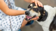 Ce que vous devez absolument vous demander avant d’adopter un animal