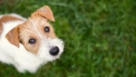 "Il ne transpire pas" : pourquoi laisser votre chien seul dans une voiture peut lui être fatal en période de fortes chaleurs