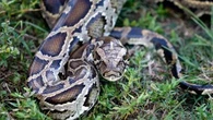 "Il est très gentil" : en Charente-Maritime, la propriétaire d’un python de 1,70 m lance un appel pour le retrouver