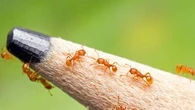 Cette espèce invasive de fourmis qui s'installe en France est un danger pour la biodiversité