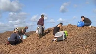 Pommes de terre : désespérés par "l'effondrement des prix", des producteurs donnent leur récolte plutôt que de la vendre
