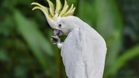 Insolite : pour boire, ces oiseaux reproduisent d'étonnants comportements humains