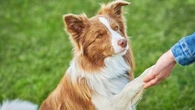 Votre chien n’est pas réceptif aux ordres ? Il s’agit peut-être d’un chien décisionnaire, selon un éducateur canin