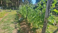 "La première étape, c'est de pailler" : les astuces d'un jardinier pour conserver l'humidité du sol et protéger ses plantations de la chaleur