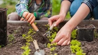 "Le potager d’automne se prépare en été…" : selon un expert en jardinage, vous devez continuer à planter, même pendant la canicule