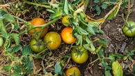 "Il faut agir vite" : ces deux tâches indispensables pour sauver votre potager de la canicule avant la prochaine vague de chaleur