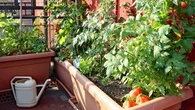"Ça fonctionne très bien en pot" : ces légumes que l'on peut cultiver facilement sur un balcon